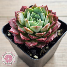 Load image into Gallery viewer, Echeveria Hermes