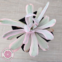 Load image into Gallery viewer, Echeveria Holwayi Variegated - John & Norma's Succulents Australia