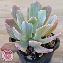 Load image into Gallery viewer, Echeveria Holwayi Variegated