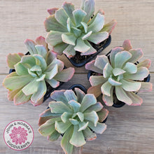 Load image into Gallery viewer, Echeveria Holwayi Variegated