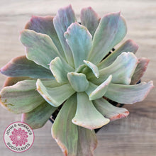 Load image into Gallery viewer, Echeveria Holwayi Variegated