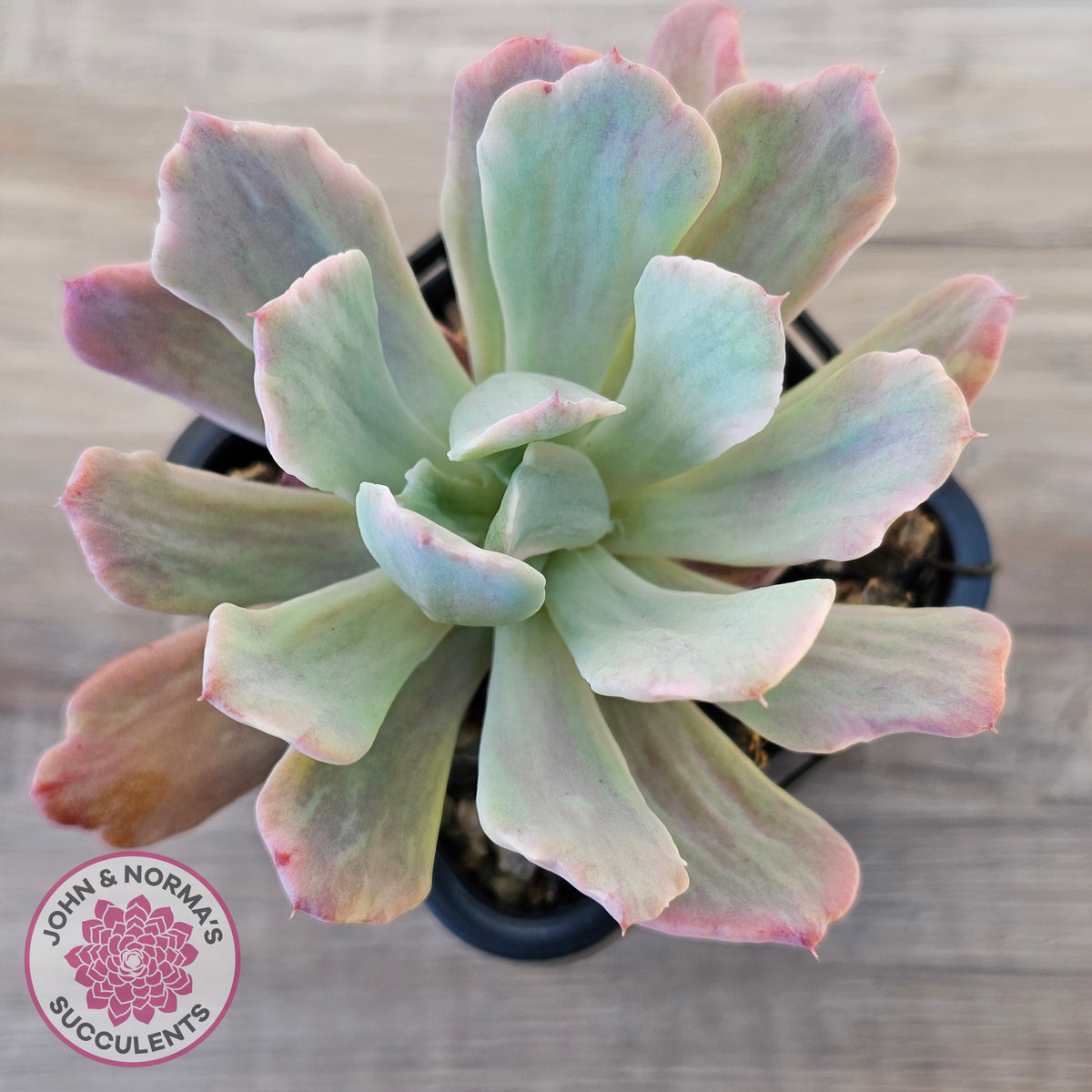 Echeveria Holwayi Variegated