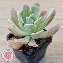 Load image into Gallery viewer, Echeveria Holwayi Variegated