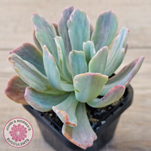 Load image into Gallery viewer, Echeveria Holwayi Variegated