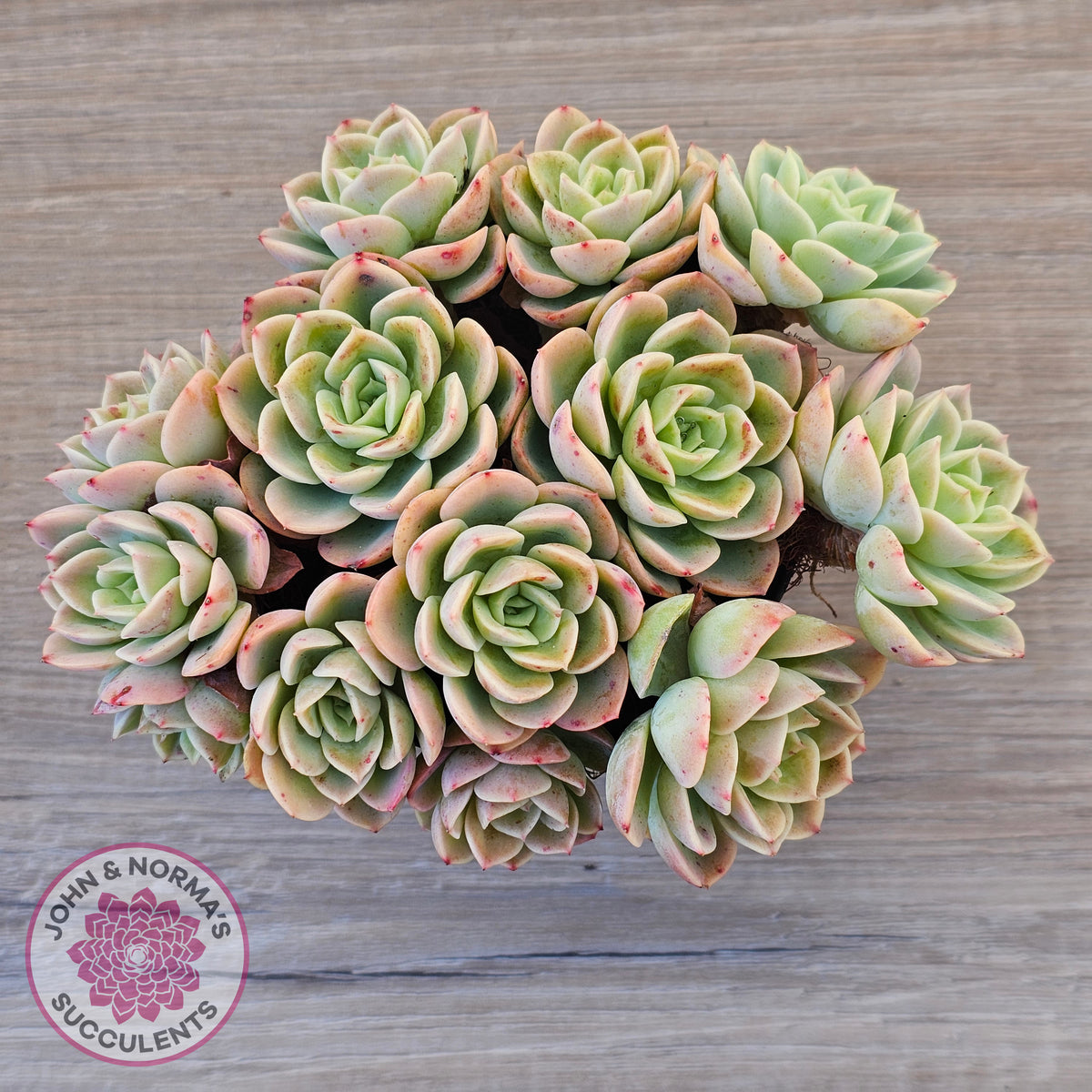 Echeveria 'Honey Melon' - 90mm Large Multi