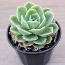 Load image into Gallery viewer, Echeveria 'Honey Melon'