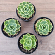 Load image into Gallery viewer, Echeveria 'Honey Melon'