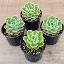 Load image into Gallery viewer, Echeveria 'Honey Melon'