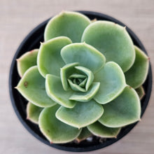 Load image into Gallery viewer, Echeveria 'Honey Melon'