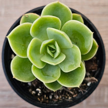Load image into Gallery viewer, Echeveria 'Honey Melon'
