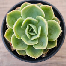 Load image into Gallery viewer, Echeveria 'Honey Melon'