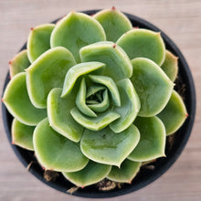 Load image into Gallery viewer, Echeveria 'Honey Melon'