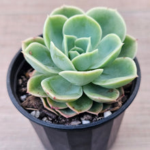 Load image into Gallery viewer, Echeveria 'Honey Melon'