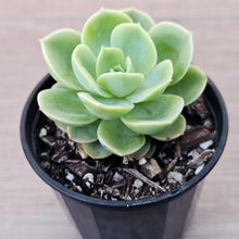 Load image into Gallery viewer, Echeveria 'Honey Melon'