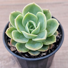Load image into Gallery viewer, Echeveria 'Honey Melon'