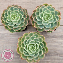 Load image into Gallery viewer, Echeveria 'Honey Melon'