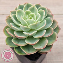 Load image into Gallery viewer, Echeveria 'Honey Melon'