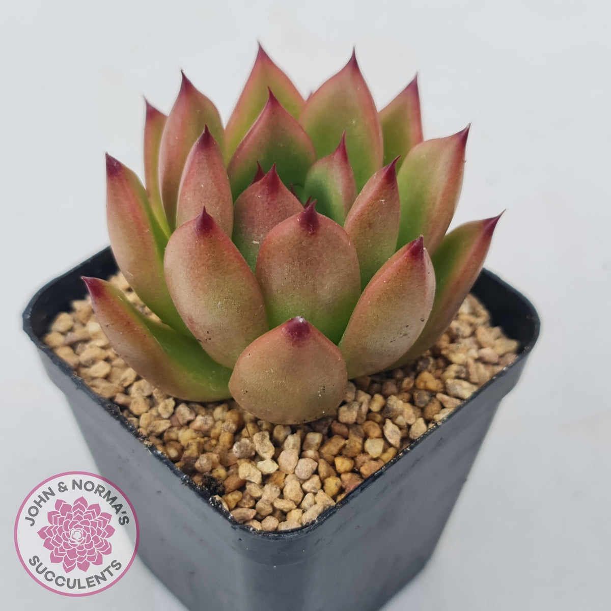 Echeveria Honey Pink