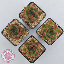 Load image into Gallery viewer, Echeveria Honey Pink