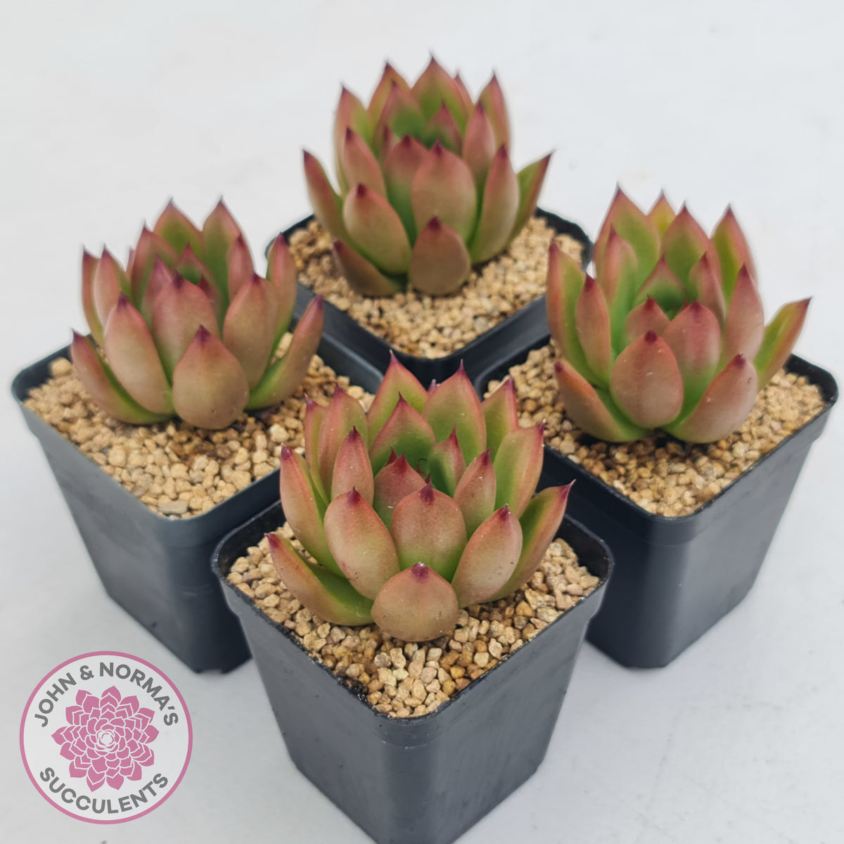 Echeveria Honey Pink