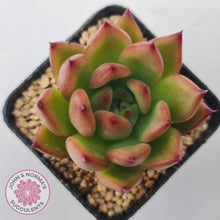 Load image into Gallery viewer, Echeveria Honey Pink