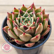 Load image into Gallery viewer, Echeveria Hwanhee