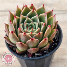 Load image into Gallery viewer, Echeveria Hwanhee