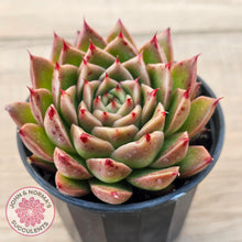 Load image into Gallery viewer, Echeveria Hwanhee
