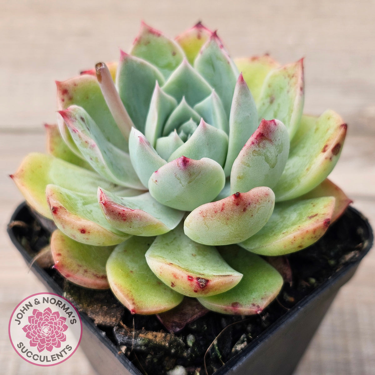 Echeveria 'Hyalina Surprise'