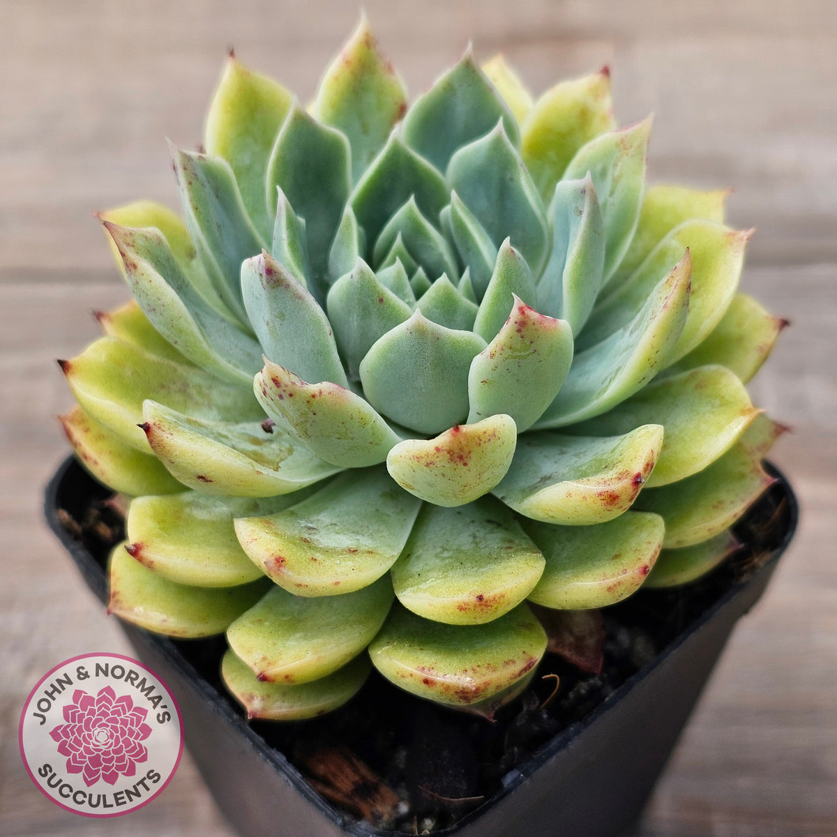 Echeveria 'Hyalina Surprise'