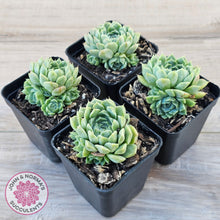 Load image into Gallery viewer, Echeveria 'Hyalina'