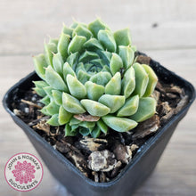 Load image into Gallery viewer, Echeveria 'Hyalina'