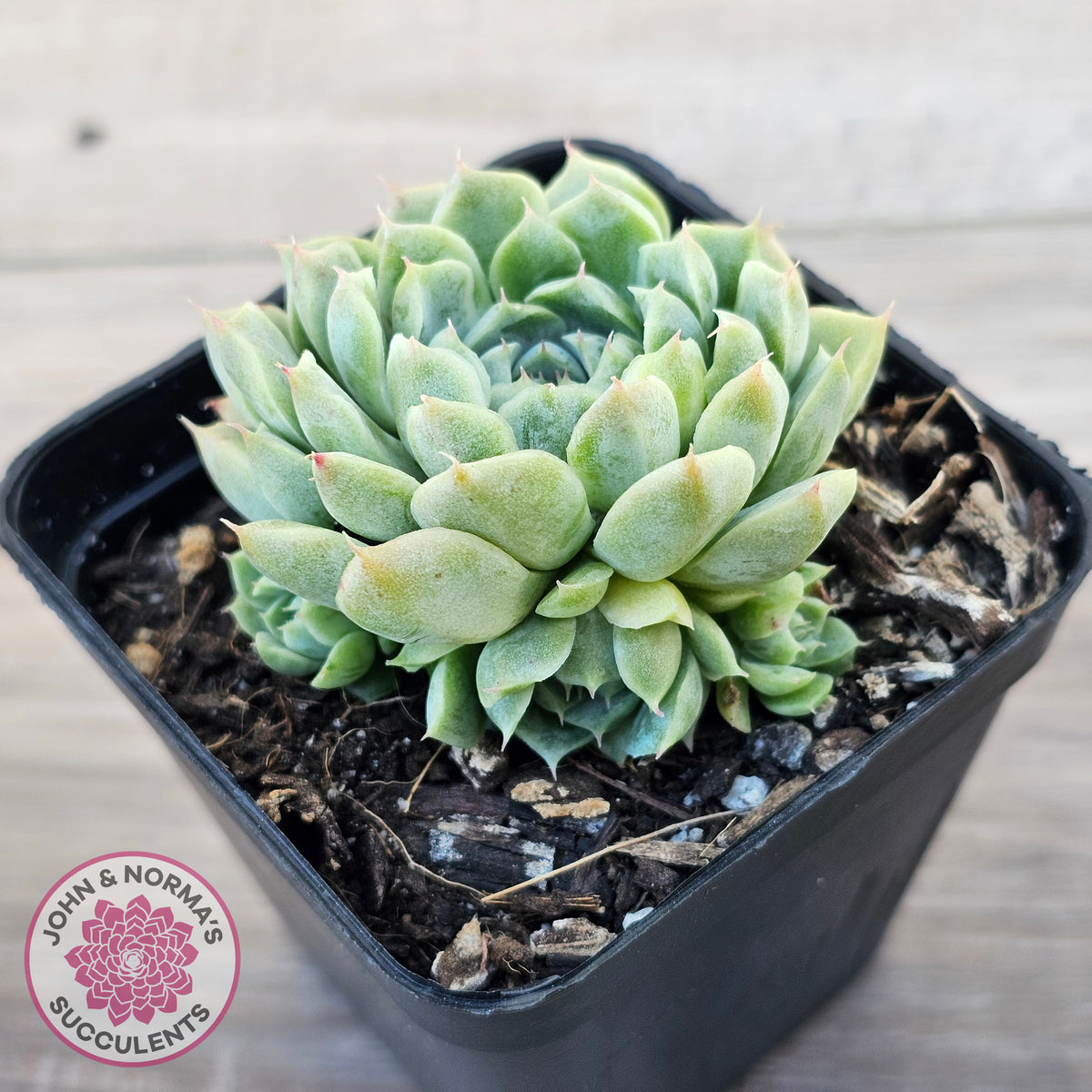 Echeveria 'Hyalina'