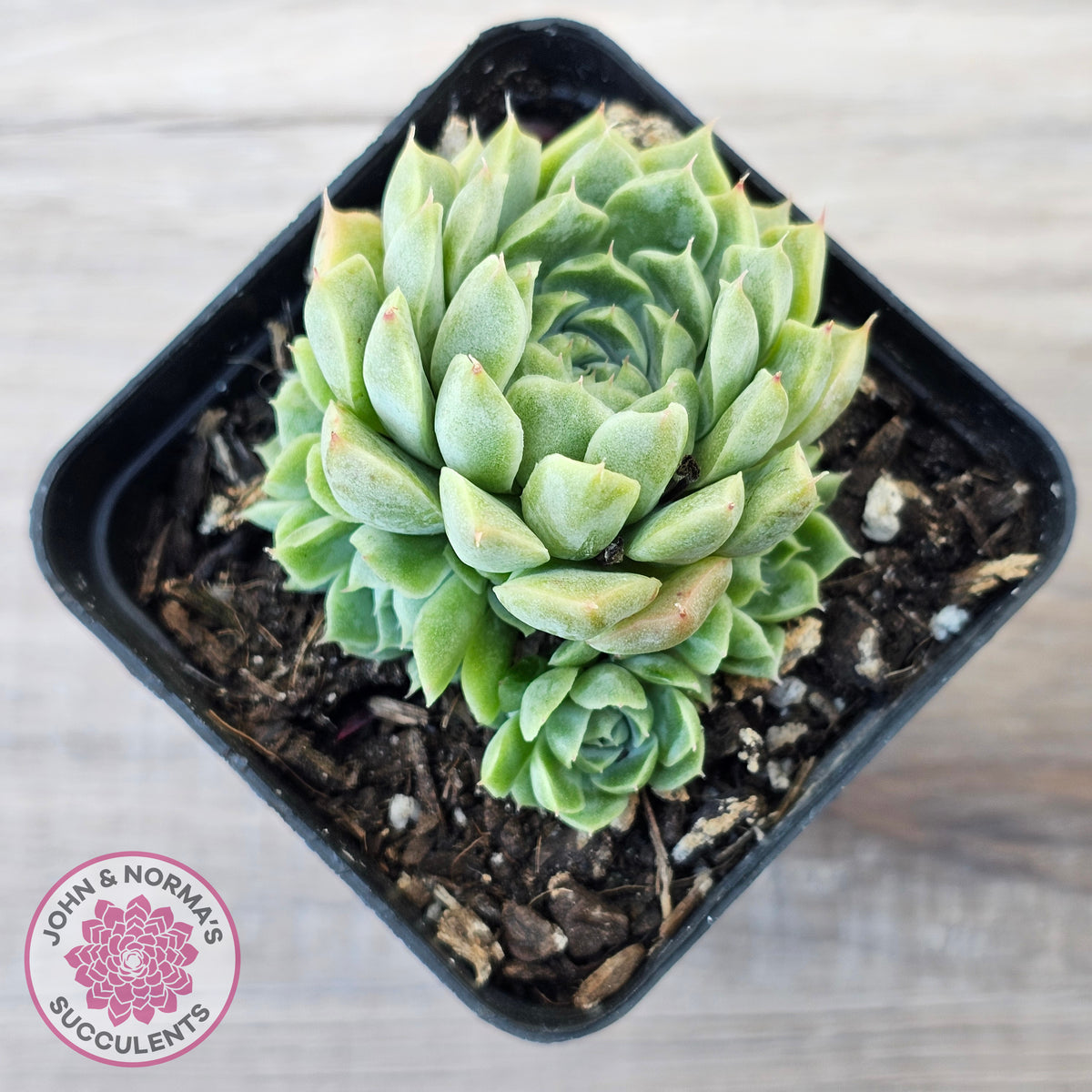 Echeveria 'Hyalina'