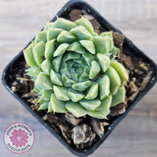 Load image into Gallery viewer, Echeveria 'Hyalina'