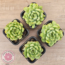 Load image into Gallery viewer, Echeveria 'Ice Angel' Variegated