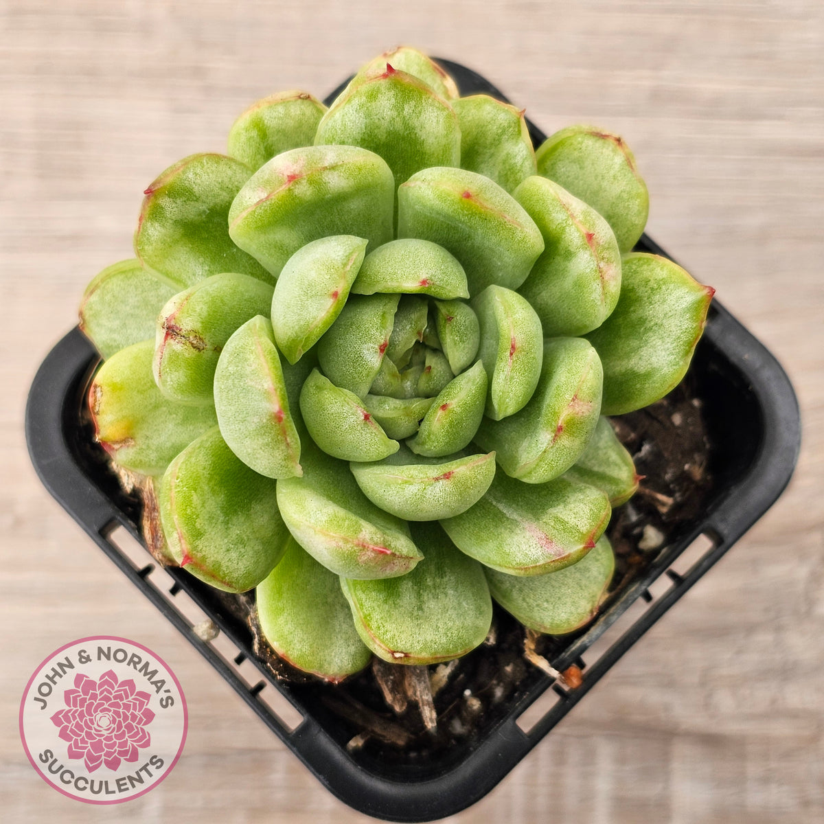 Echeveria 'Ice Angel' Variegated