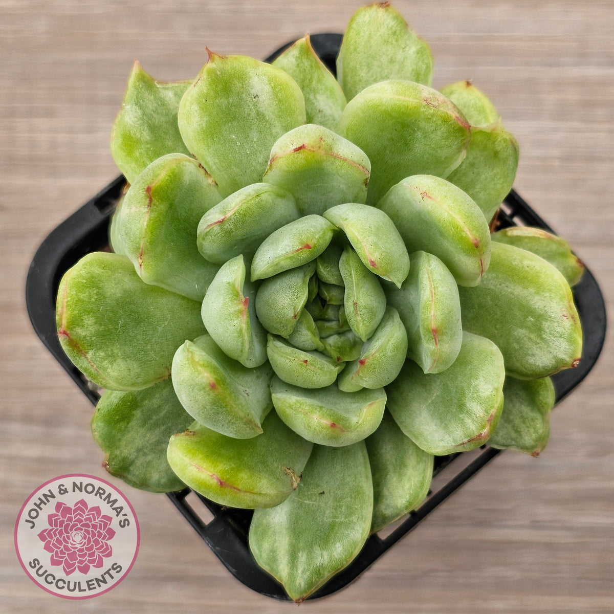 Echeveria 'Ice Angel' Variegated