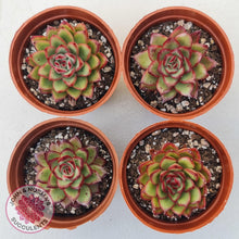 Load image into Gallery viewer, Echeveria 'Ice Black Tea'