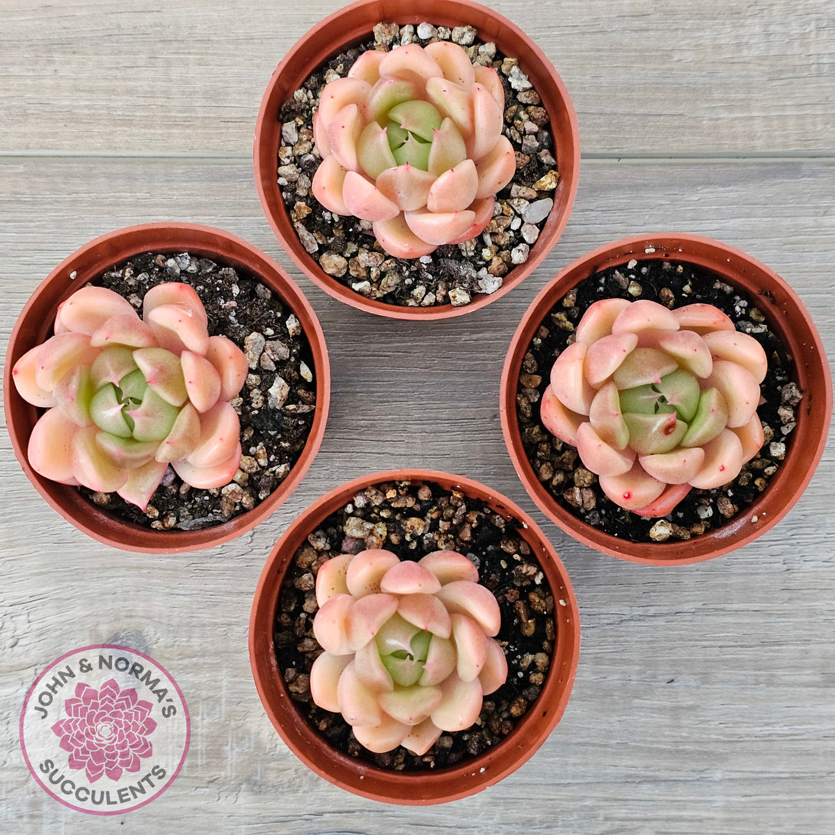 Echeveria 'Ice City'
