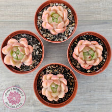 Load image into Gallery viewer, Echeveria 'Ice City'