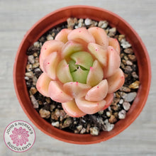 Load image into Gallery viewer, Echeveria 'Ice City'