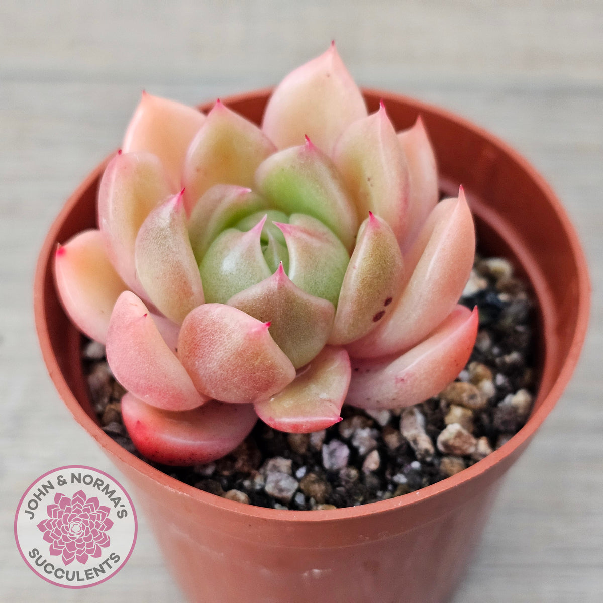 Echeveria 'Ice City'