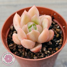 Load image into Gallery viewer, Echeveria 'Ice City'