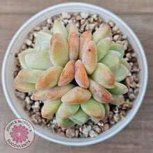 Load image into Gallery viewer, Echeveria Ice Green (multi)