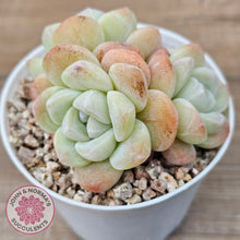 Load image into Gallery viewer, Echeveria Ice Green (multi)
