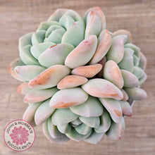 Load image into Gallery viewer, Echeveria Ice Green (multi)