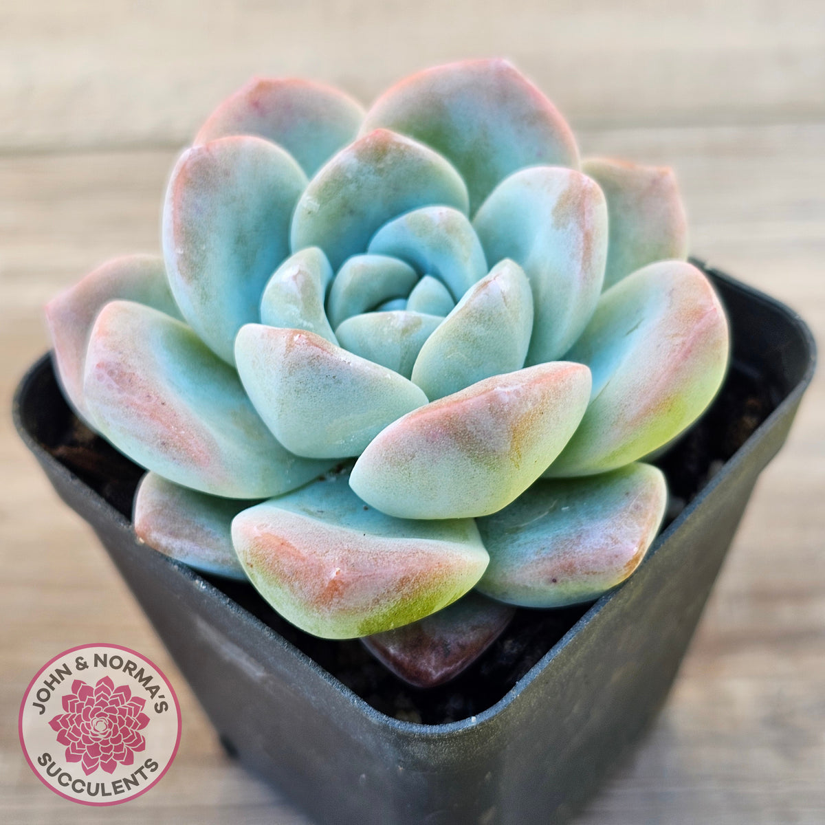 Echeveria 'Ice Green'