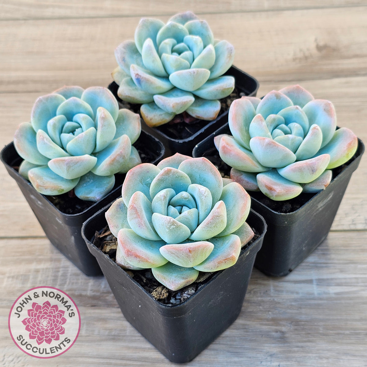 Echeveria 'Ice Green'