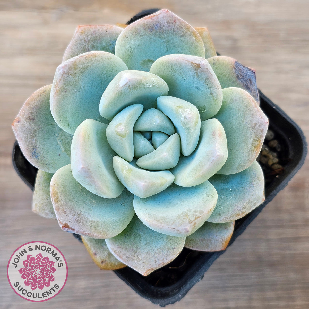 Echeveria 'Ice Green'